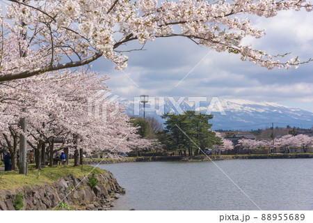 勢至公園の桜並木 88955689
