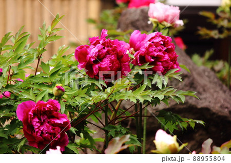 観泉寺に咲く色鮮やかな深紅の牡丹(1) 観泉寺に咲く色鮮やかな深紅の牡丹(1) 88955804