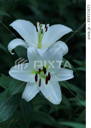 純潔を象徴する花 純潔を象徴する花 88955825