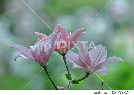 純潔を象徴する花 純潔を象徴する花 88955826