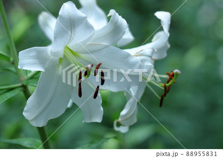 純潔を象徴する花 88955831