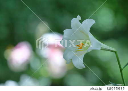 純潔を象徴する花 88955935