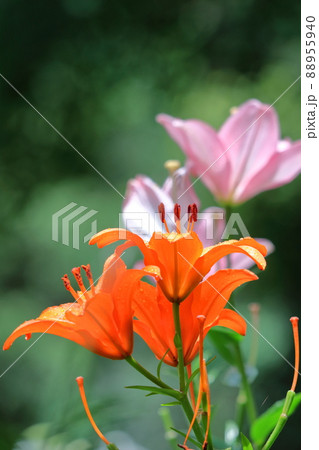 純潔を象徴する花 88955940