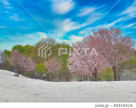 魚沼市 福山峠の桜 魚沼市 福山峠の桜 88956028