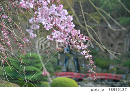 美術館の庭園に咲く枝垂桜 美術館の庭園に咲く枝垂桜 88956127