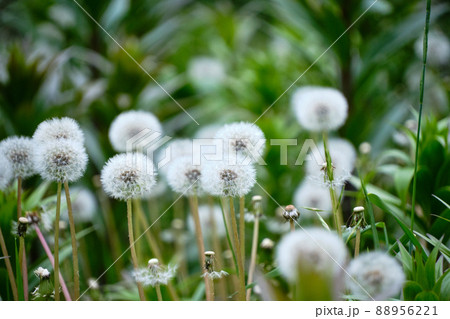 たくさんのタンポポの綿毛 88956221