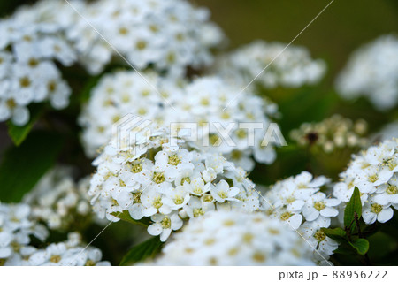 花壇に咲くコデマリの花 88956222
