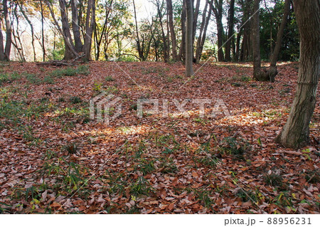 杉山城跡の北の郭【埼玉県嵐山町】 88956231