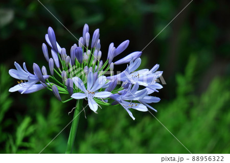 ロマンチックな花 ロマンチックな花 88956322