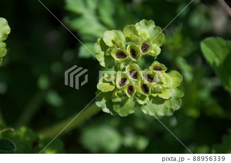 ヤマネコノメソウ 88956339