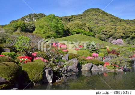 つつじが満開の回遊式日本庭園 つつじが満開の回遊式日本庭園 88956355