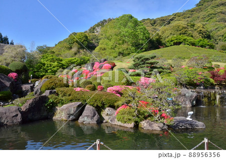 つつじが満開の回遊式日本庭園 88956356