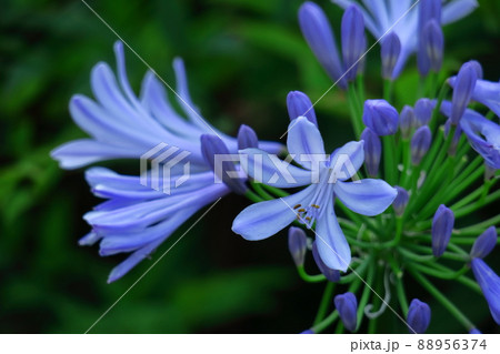 ロマンチックな花 ロマンチックな花 88956374