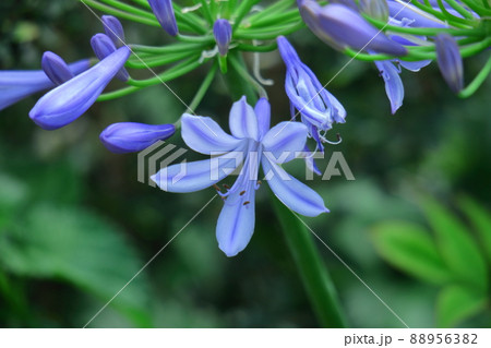 ロマンチックな花 ロマンチックな花 88956382