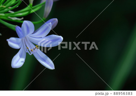 ロマンチックな花 88956383