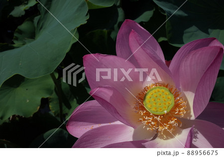 蓮の花(薄ピンク) 蓮の花(薄ピンク) 88956675