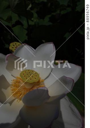 蓮の花(白) 蓮の花(白) 88956749