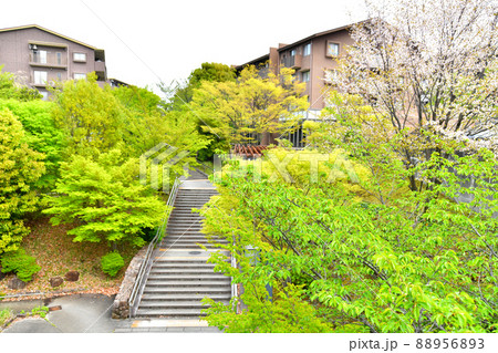 南大沢/別所橋付近の風景(東京都八王子市)【2022.4】 南大沢/別所橋付近の風景(東京都八王子市)【2022.4】 88956893