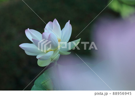 神聖な花 88956945