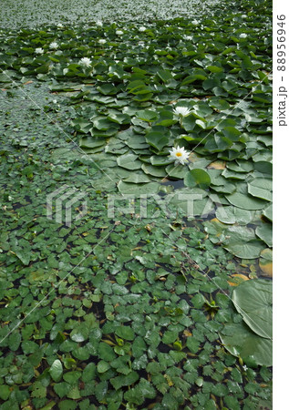 睡蓮の花 睡蓮の花 88956946