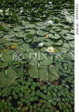 睡蓮の花 睡蓮の花 88956950