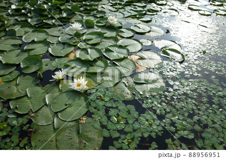 睡蓮の花 88956951