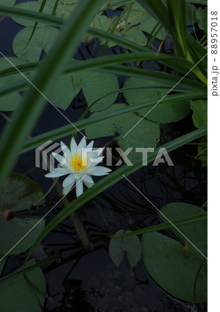 睡蓮の花 睡蓮の花 88957018