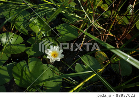 睡蓮の花 睡蓮の花 88957022