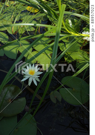 睡蓮の花 88957023