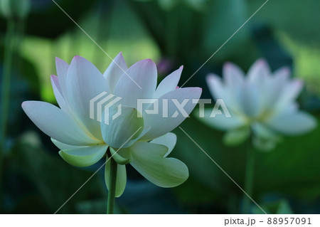 神聖な花 88957091