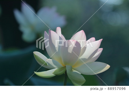 神聖な花 神聖な花 88957096