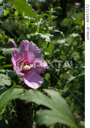 ムクゲの花 ムクゲの花 88957372