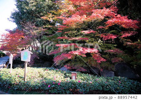 紅葉がきれいな徳川園 紅葉がきれいな徳川園 88957442