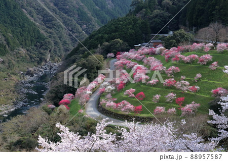 引地橋の花桃　春らんまん　（高知県　仁淀川町）	 88957587