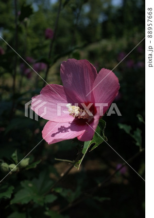 ムクゲの花（一重咲・薄ピンク） 88957668