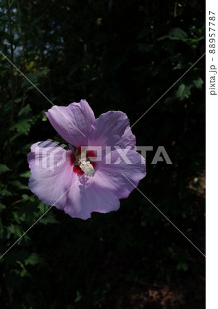 ムクゲの花(一重咲・薄ピンク) ムクゲの花(一重咲・薄ピンク) 88957787