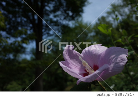 ムクゲの花（一重咲・薄ピンク） 88957817