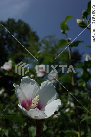 ムクゲの花（一重咲・白底紅） 88958075