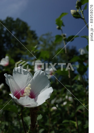 ムクゲの花(一重咲・白底紅) ムクゲの花(一重咲・白底紅) 88958076