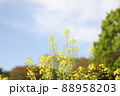 菜の花 88958203