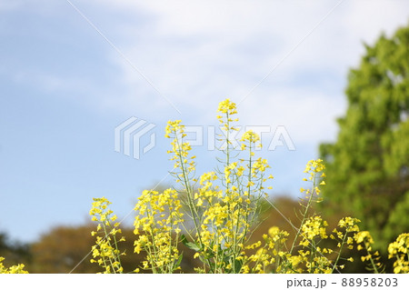 菜の花 菜の花 88958203
