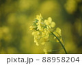 菜の花 88958204