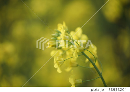菜の花 菜の花 88958204