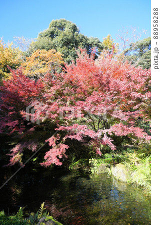 紅葉がきれいな徳川園 紅葉がきれいな徳川園 88958288