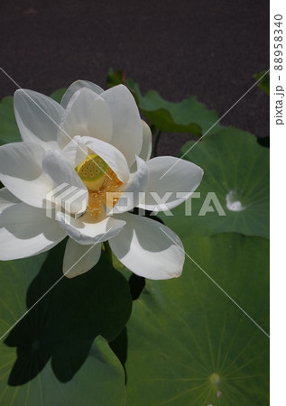 蓮の花（白） 88958340