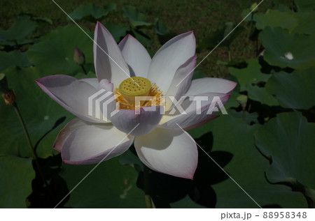 蓮の花（白） 88958348