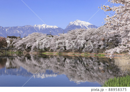 長坂牛池の桜 北杜市 長坂牛池の桜 北杜市 88958375