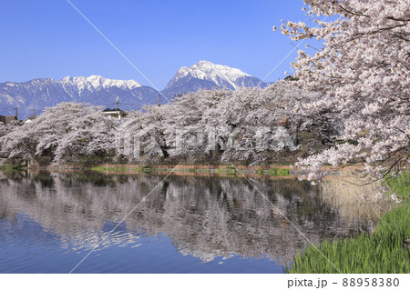 長坂牛池の桜 北杜市 長坂牛池の桜 北杜市 88958380
