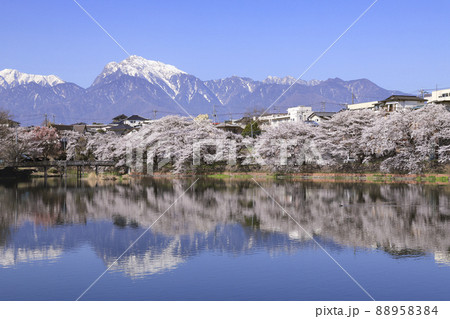 長坂牛池の桜 北杜市 長坂牛池の桜 北杜市 88958384