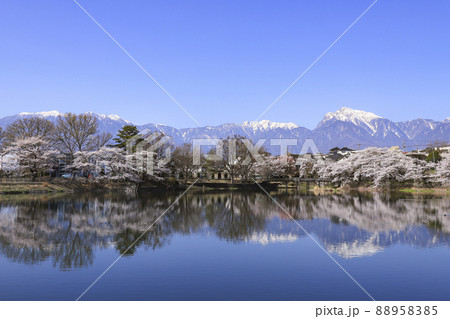 長坂牛池の桜 北杜市 長坂牛池の桜 北杜市 88958385
